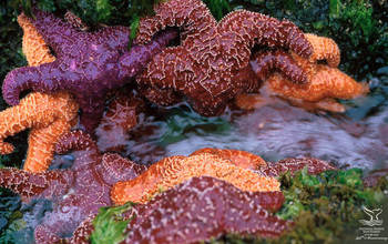 sea stars along the West Coast